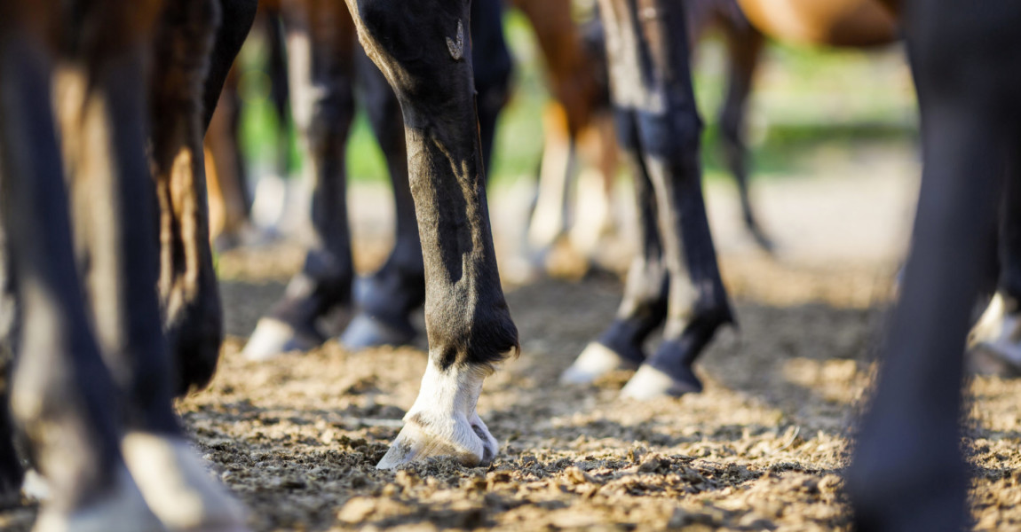 Legs of the horses Legs of the horses on the ground of a meadow 