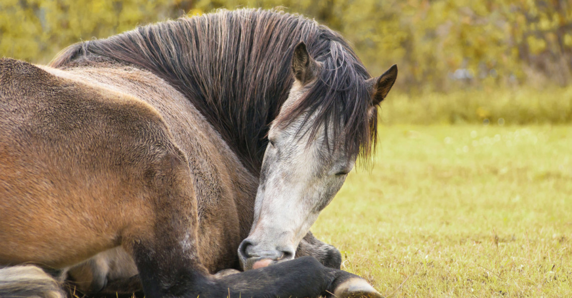 Sleeping horse on nature SONY DSC 