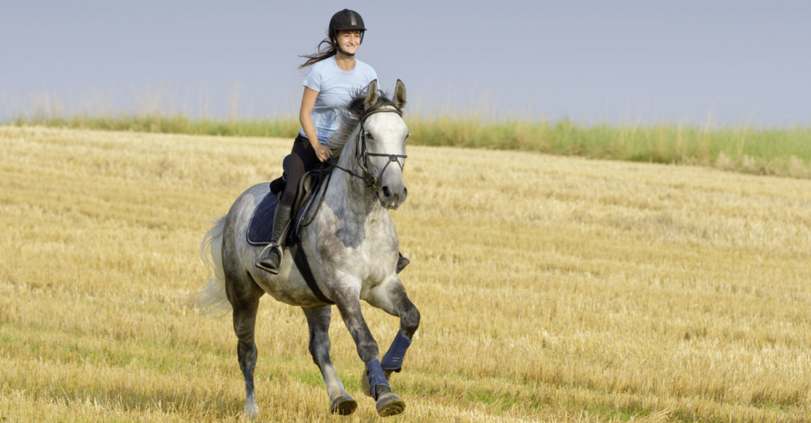 Galopp im Stoppelfeld Reiterin auf Schwerem Polnischem Warmblut galoppiert über ein Stoppelfeld 