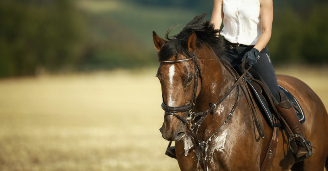 Horse,With,Rider,In,Close-up.,Head,Portraits,From,The,Front, Horse with rider in close-up. Head portraits from the front, foamy, sweaty with front harness. 