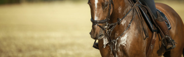 Horse,With,Rider,In,Close-up.,Head,Portraits,From,The,Front, Horse with rider in close-up. Head portraits from the front, foamy, sweaty with front harness. 