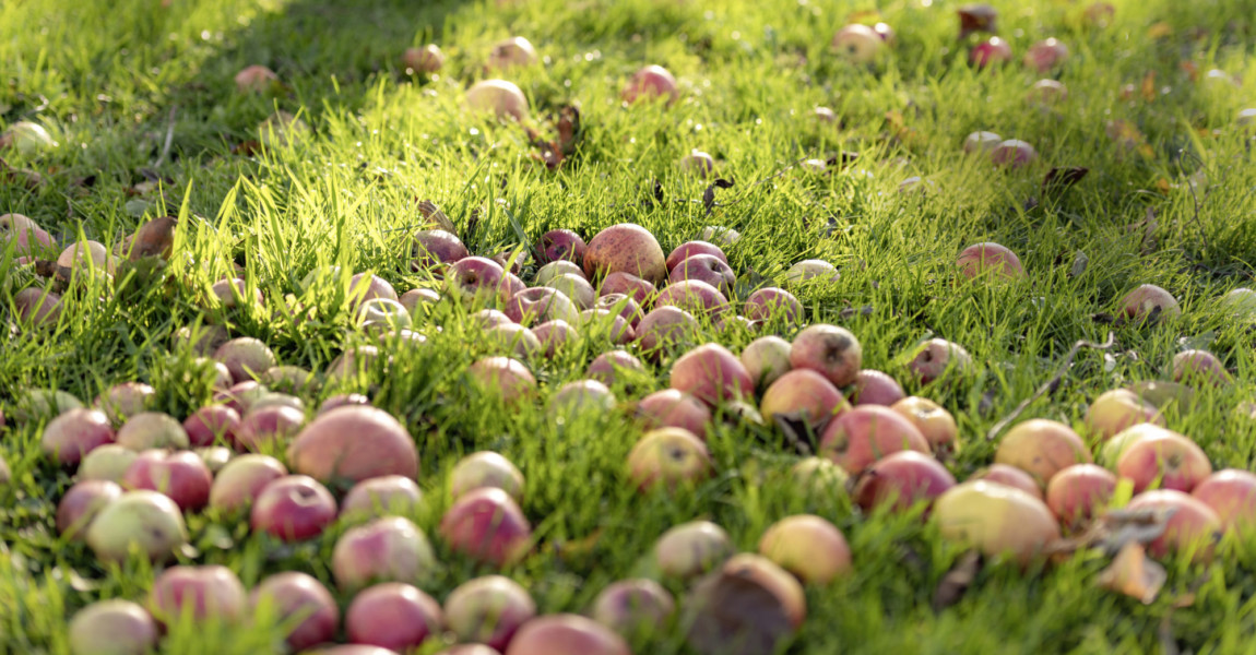 Apples, fall fruit 