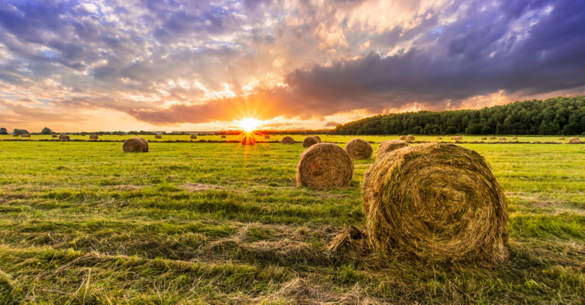 Scenic view at beautiful spring sunset in a green shiny field wi Scenic view at beautiful spring sunset in a green shiny field with green grass and golden sun rays, deep blue cloudy sky on a background , forest and country road, summer valley landscape 