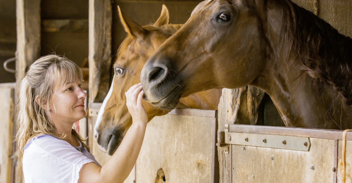 A blond woman is standing in front of a wooden horse stable. Two A blond woman is standing in front of a wooden horse stable. Two horses stick their heads out. The woman cautiously strokes the horse nostril. 