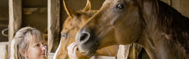 A blond woman is standing in front of a wooden horse stable. Two A blond woman is standing in front of a wooden horse stable. Two horses stick their heads out. The woman cautiously strokes the horse nostril. 