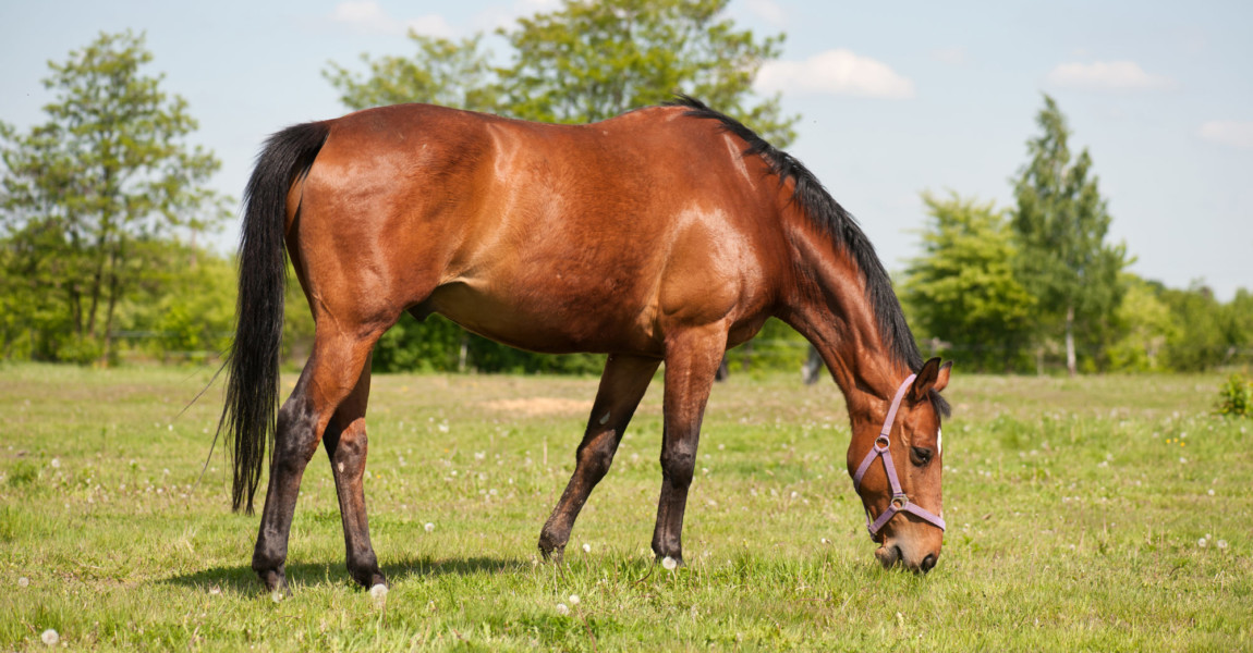 Horse,Grazing,In,The,Pasture Horse grazing in the pasture 