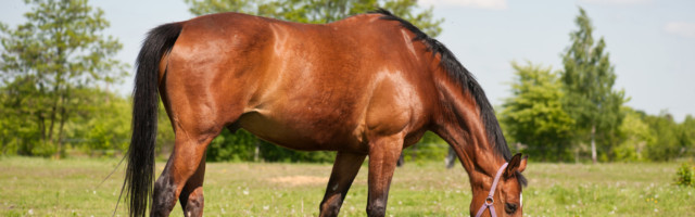 Horse,Grazing,In,The,Pasture Horse grazing in the pasture 