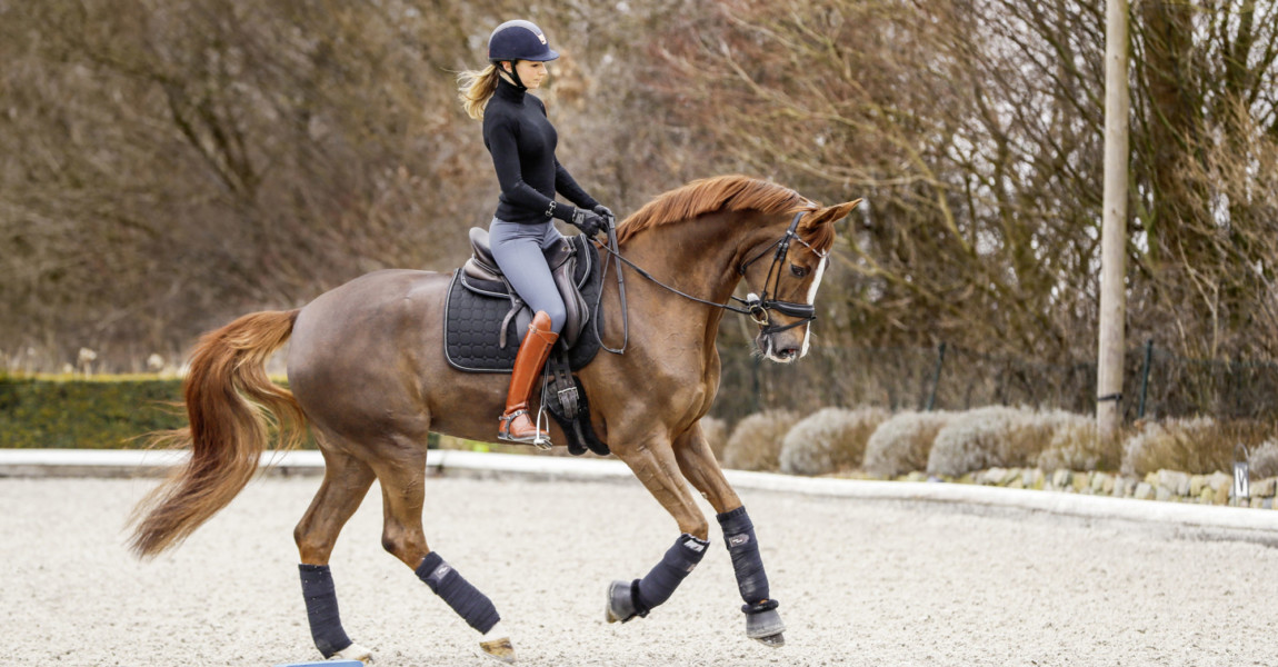 Pferdesport Dressur 18-04-d0037-Dressurschule-Friederike Hahn 2018-03-24,- 09:35:57h, Dressurausbildung mit Friederike Hahn-Fahrenhorster Weg 55, 22889 Tangstedt -Privatstall 