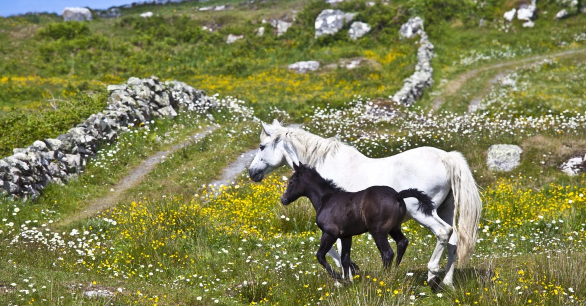 Connemara pony grey mare and foal in buttercup meadow Connemara County Galway Ireland PUBLICATION Connemara pony grey mare and foal in buttercup meadow, Connemara, County Galway, Ireland PUBLICATIONxINxGERxSUIxAUTxONLY Copyright: TimxGraham 1161-6791 Connemara Pony Grey Mare and foal in Buttercup Meadow Connemara County Galway Ireland PUBLICATIONxINxGERxSUIxAUTxONLY Copyright TimxGraham 1161 
