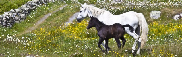 Connemara pony grey mare and foal in buttercup meadow Connemara County Galway Ireland PUBLICATION Connemara pony grey mare and foal in buttercup meadow, Connemara, County Galway, Ireland PUBLICATIONxINxGERxSUIxAUTxONLY Copyright: TimxGraham 1161-6791 Connemara Pony Grey Mare and foal in Buttercup Meadow Connemara County Galway Ireland PUBLICATIONxINxGERxSUIxAUTxONLY Copyright TimxGraham 1161 