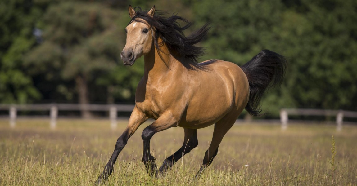 Pura Raza Espanola Hengst Falbe im ausgelassenen Galopp mit wehender Mähne auf der sommerlichen Weide, Deutschland, Euro Pura Raza Espanola Hengst Falbe im ausgelassenen Galopp mit wehender Mähne auf der sommerlichen Weide, Deutschland, Europa *** Pura Raza Espanola stallion Falbe in exuberant gallop with blowing mane on the summer pasture, Germany, Europe Copyright: imageBROKER/JuliaxMoll ibxjmo07178569.jpg Bitte beachten Sie die gesetzlichen Bestimmungen des deutschen Urheberrechtes hinsichtlich der Namensnennung des Fotografen im direkten Umfeld der Veröffentlichung! 
