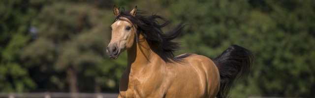 Pura Raza Espanola Hengst Falbe im ausgelassenen Galopp mit wehender Mähne auf der sommerlichen Weide, Deutschland, Euro Pura Raza Espanola Hengst Falbe im ausgelassenen Galopp mit wehender Mähne auf der sommerlichen Weide, Deutschland, Europa *** Pura Raza Espanola stallion Falbe in exuberant gallop with blowing mane on the summer pasture, Germany, Europe Copyright: imageBROKER/JuliaxMoll ibxjmo07178569.jpg Bitte beachten Sie die gesetzlichen Bestimmungen des deutschen Urheberrechtes hinsichtlich der Namensnennung des Fotografen im direkten Umfeld der Veröffentlichung! 