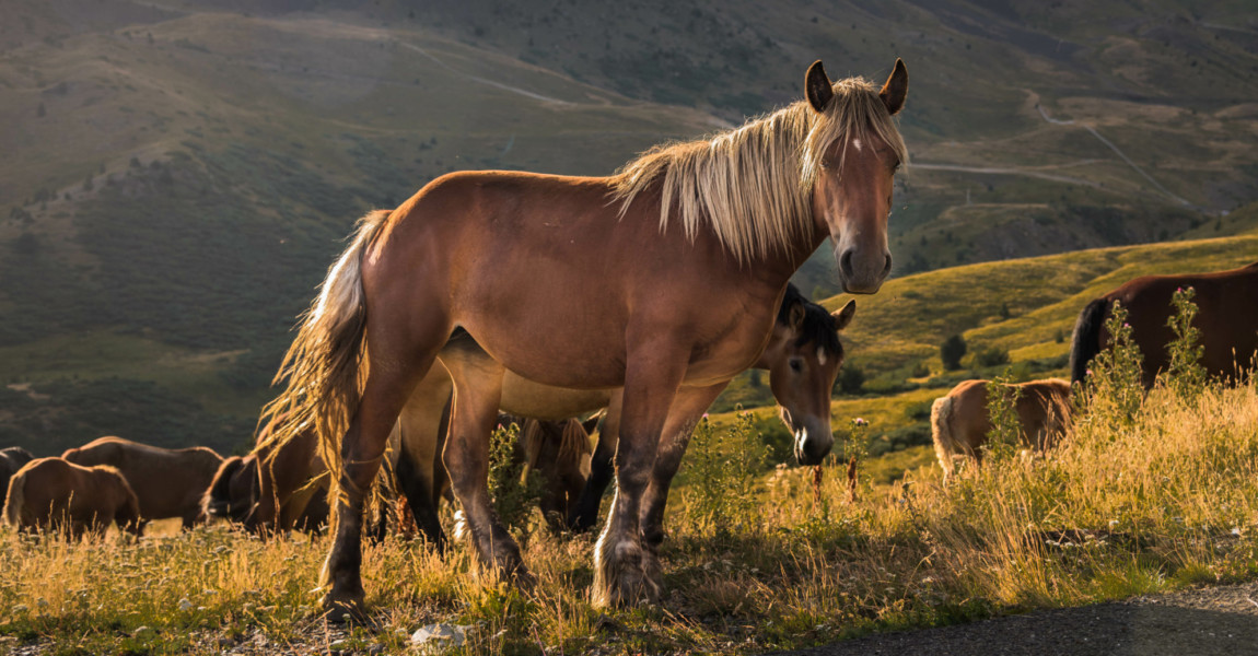 Herd of horses grazing on the pasture with high rocky mountains in the background A herd of horses grazing on the pasture with high rocky mountains in the background 