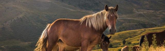 Herd of horses grazing on the pasture with high rocky mountains in the background A herd of horses grazing on the pasture with high rocky mountains in the background 