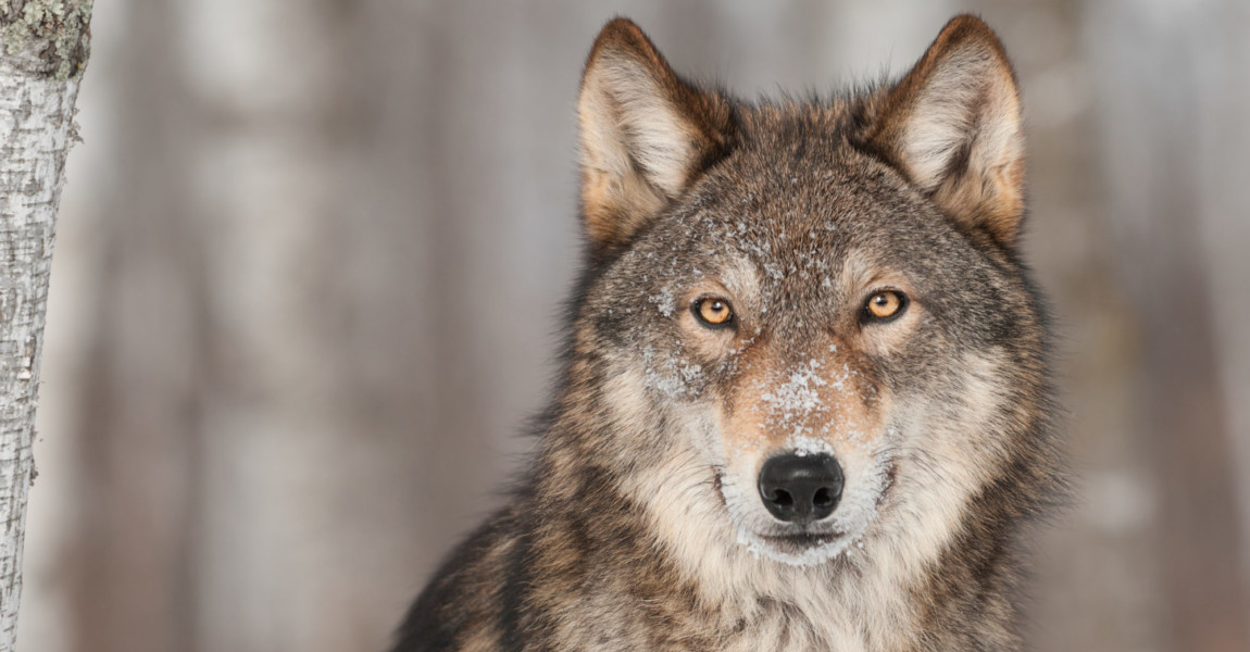 Grey Wolf (Canis lupus) Portrait Grey Wolf (Canis lupus) Portrait - captive animal 