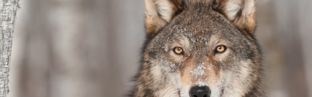 Grey Wolf (Canis lupus) Portrait Grey Wolf (Canis lupus) Portrait - captive animal 