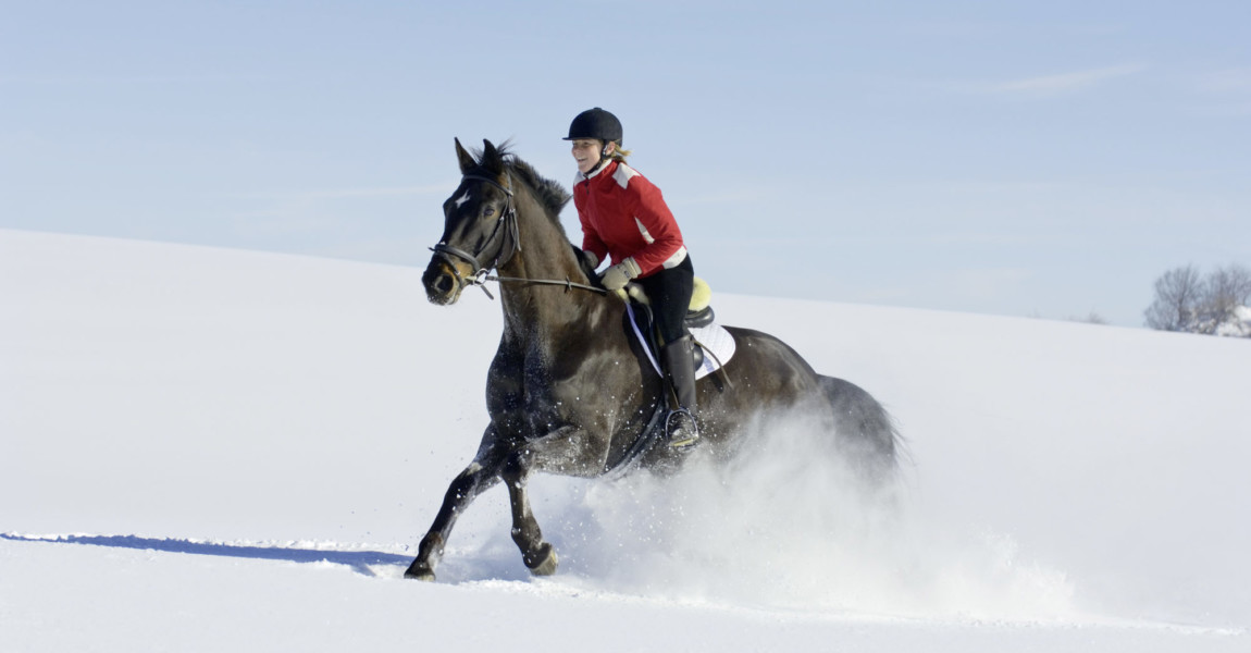 Trio-Bildarchiv_Manfred_Grebler_463586_Bayerisches_Warmblut 