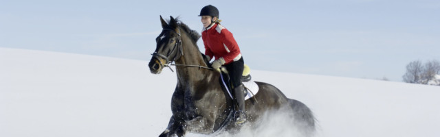Trio-Bildarchiv_Manfred_Grebler_463586_Bayerisches_Warmblut 
