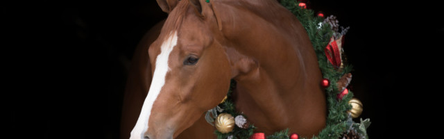 Christmas Horse black background 