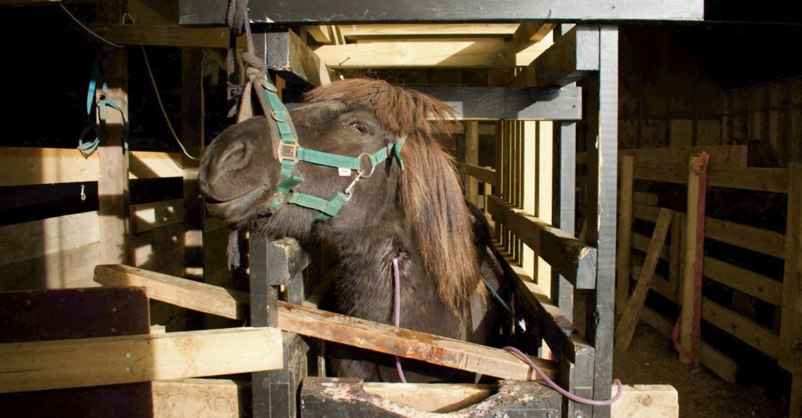 ICELAND-ANIMAL-INDUSTRY-PHARMACEUTICAL-HORSES-LIVESTOCK Blood is collected from a mare while a large cannula has been introduced into the tethered mare's jugular vein, at a 'blood farm' near Selfoss, southern Iceland on September 30, 2022. - On an autumn day in a lush green prairie in Iceland, more than a dozen pregnant mares are waiting to be bled for the last time this year. Located near Selfoss in southern Iceland, a 