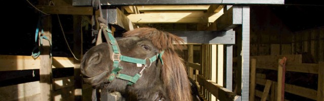 ICELAND-ANIMAL-INDUSTRY-PHARMACEUTICAL-HORSES-LIVESTOCK Blood is collected from a mare while a large cannula has been introduced into the tethered mare's jugular vein, at a 'blood farm' near Selfoss, southern Iceland on September 30, 2022. - On an autumn day in a lush green prairie in Iceland, more than a dozen pregnant mares are waiting to be bled for the last time this year. Located near Selfoss in southern Iceland, a 