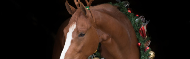 Christmas Horse black background 