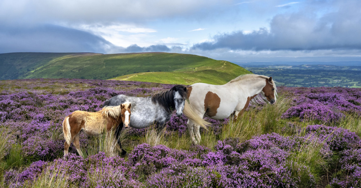 Wild horses in the heather (Calluna Vulgaris) of the Black Mountains, Brecon Beacons national park, Wales 