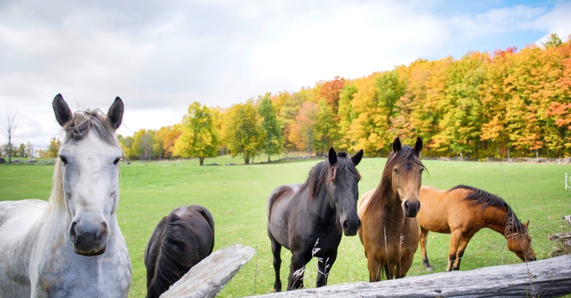 Horses in herd outdoor against autumn landscape 