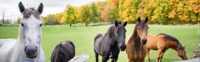 Horses in herd outdoor against autumn landscape 