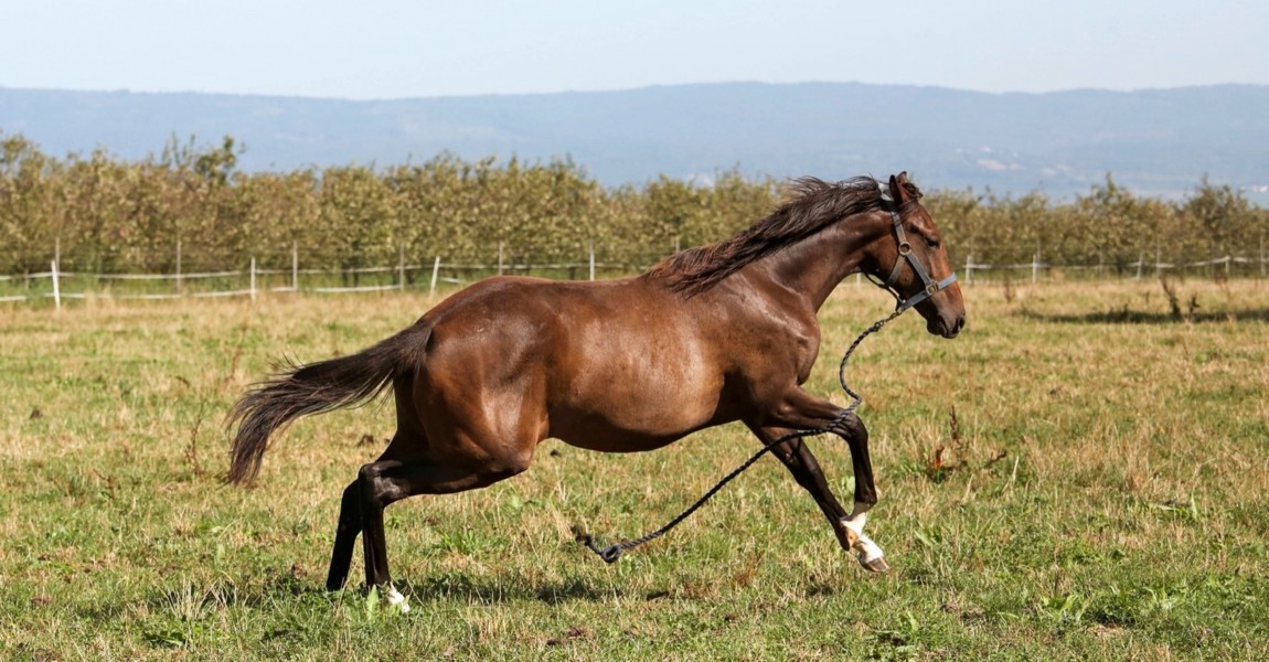 27.08.2019, Bubenheim, Rheinland-Pfalz, GER - Pferd galoppiert mit losem Fuehrstrick auf einer Weide davon. (Pferd, Weid 27.08.2019, Bubenheim, Rheinland-Pfalz, GER - Pferd galoppiert mit losem Fuehrstrick auf einer Weide davon. Pferd, Weide, Koppel, losgerissen, Fuehrstrick, losreissen, Fuehrzuegel, Gefahr, gefaehrlich, Unfallgefahr, Flucht, fluechten, erschrocken, Angst, aengstlich, galoppieren, Galopp 190827D229BUBENHEIM.JPG *** 27 08 2019, Bubenheim, Rhineland-Palatinate, GER Horse gallops with loose lead rope on a pasture of it horse, pasture, paddock, torn loose, lead rope, torn loose, lead reins, danger, dangerous, danger of accident, escape, fleeing, frightened, fear, frightened, gallop, gallop 190827D229BUBENHEIM JPG 