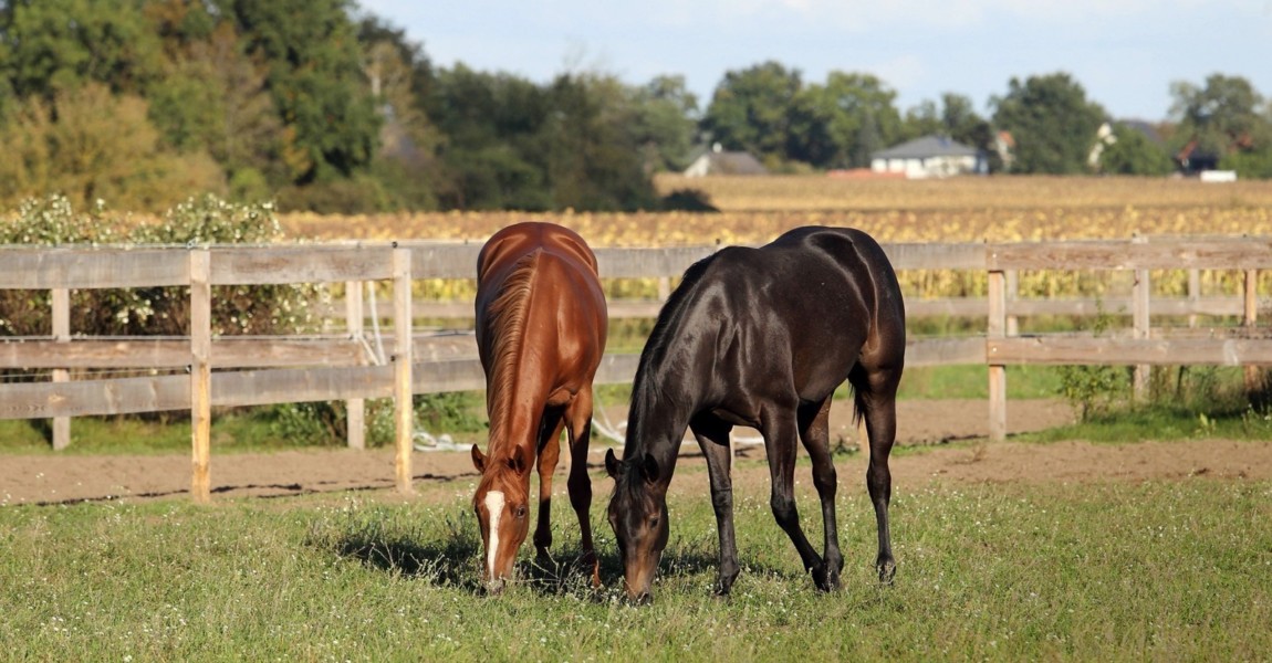 07.10.2021, Neuenhagen, Brandenburg, GER - Pferde beim Grasen auf einer Weide. (aussen, Aussenaufnahme, Brandenburg, deu 07.10.2021, Neuenhagen, Brandenburg, GER - Pferde beim Grasen auf einer Weide. aussen, Aussenaufnahme, Brandenburg, deutsch, Deutschland, Englisches Vollblut, Europa, europaeisch, fette Weide, fressen, grasen, halfterlos, Haltung, Herbst, hohes Gras, Jahreszeit, Koppel, Nahrungsaufnahme, Neuenhagen, ohne Halfter, Pferde, Pferdehaltung, QF, Querformat, Vollblueter, Vollblut, Weide, Westeuropa 211007D429HOPPEGARTEN.JPG *** 07 10 2021, Neuenhagen, Brandenburg, GER Horses grazing on a pasture outside, outside shot, Brandenburg, Germany, English thoroughbred, Europe, european, fat pasture, eating, grazing, halterless, attitude, autumn, high grass, season, paddock, feeding, Neuenhagen, without halter, horses, horse attitude, QF, landscape, tho 