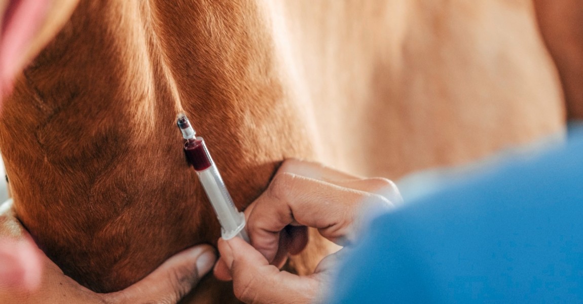 blood draw on a horse blood draw on a horse 
