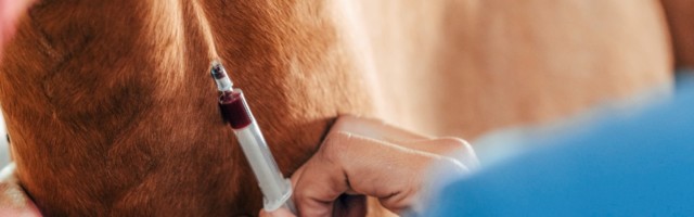 blood draw on a horse blood draw on a horse 