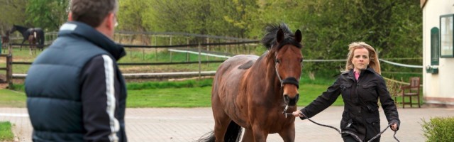 26 04 2018 Wardow Mecklenburg Vorpommern GER Pferd wird vor einem Tierarzt auf Asphaltboden vor 26.04.2018, Wardow, Mecklenburg-Vorpommern, GER - Pferd wird vor einem Tierarzt auf Asphaltboden vorgetrabt. (an der Hand, Anamnese, Anamneseuntersuchung, Ankaufsuntersuchung, Asphalt, Asphaltboden, Beton, bewegen, Bewegung, Boden, Diagnose, Diagnostik, Frau, Gangart, lahm, Lahmheitspruefung, Lahmheitsueberpruefung, Pferd, Pferdepflegerin, pruefen, Pruefung, Steinboden, Tiermedizin, Trab, traben, ueberpruefen, Ueberpruefung, untersuchen, Untersuchung, Veterinaermedizin, vortraben, Vortraben, Warmblueter, Warmblut, Tierarzt, Veterinaer, Veterin‰r, pr¸fen, Pr¸fung, ¸berpr¸fen, ‹berpr¸fung, Lahmheitspr¸fung, Lahmheits¸berpr¸fung, Warmbl¸ter, Veterin‰rmedizin) 180426D212WARDOW.JPG *** 26 04 2018 Wardow Mecklenburg-Vorpommern GER Horse being pre-tucked on a tarmac in front of a veterinarian on anamnesis anamnesis check-up asphalt 