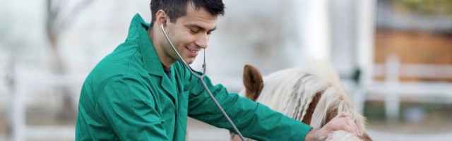 Veterinarian with pony horse Young veterinarian examining pony horse with stethoscope on the ranch 
