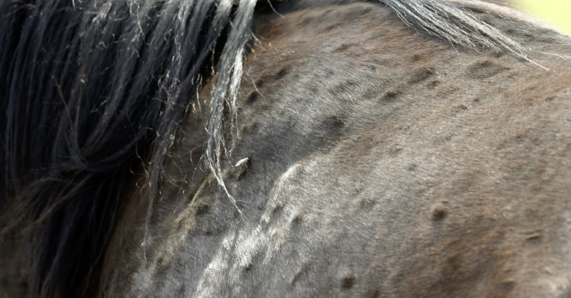 22.06.2019, Vogelsdorf, Brandenburg, GER - Pusteln auf der Haut eines Pferdes. (Allergie, allergisch, Ekzemer, Pusteln, 22.06.2019, Vogelsdorf, Brandenburg, GER - Pusteln auf der Haut eines Pferdes. Allergie, allergisch, Ekzemer, Pusteln, Ausschlag, Detail, Detailaufnahme, Hauterkrankung, Krankheit, Bremse, Insekt, Hautausschlag, Ruecken, Fell, Pferdefell, Nesselfieber 190622D262VOGELSDORF.JPG *** 22 06 2019, Vogelsdorf, Brandenburg, GER Pustules on the skin of a horse Allergy, allergic, eczema, pustules, rash, detail, detail, skin disease, disease, brake, insect, skin rash, back, fur, horse fur, nettle fever 190622D262VOGELSDORF JPG 