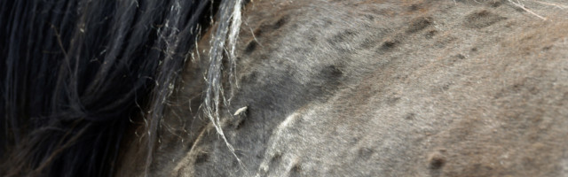 22.06.2019, Vogelsdorf, Brandenburg, GER - Pusteln auf der Haut eines Pferdes. (Allergie, allergisch, Ekzemer, Pusteln, 22.06.2019, Vogelsdorf, Brandenburg, GER - Pusteln auf der Haut eines Pferdes. Allergie, allergisch, Ekzemer, Pusteln, Ausschlag, Detail, Detailaufnahme, Hauterkrankung, Krankheit, Bremse, Insekt, Hautausschlag, Ruecken, Fell, Pferdefell, Nesselfieber 190622D262VOGELSDORF.JPG *** 22 06 2019, Vogelsdorf, Brandenburg, GER Pustules on the skin of a horse Allergy, allergic, eczema, pustules, rash, detail, detail, skin disease, disease, brake, insect, skin rash, back, fur, horse fur, nettle fever 190622D262VOGELSDORF JPG 