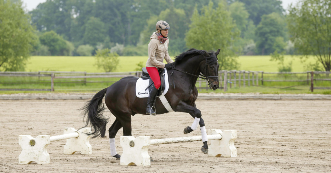 8.9. Bildnummer: 13743841 Datum: 04.06.2013 Copyright: imago/Rau M¸nster 04.06.2013 Ingrid Klimke und Besucher beim Offenen Training , hier beim Cavalettitraining mit Olympiapferd Abraxxas ; Pferdesport Reiten Military Vielseitigkeitsreiten xas x0x 2013 quer Pferdesport Reiten Military Vielseitigkeitsreiten Image number 13743841 date 04 06 2013 Copyright imago Tough Muenster 04 06 2013 Ingrid Klimke and Visitors the open Training here the with Abraxxas Equestrian sports riding Military Versatility riding xas x0x 2013 horizontal Equestrian sports riding Military Versatility riding 