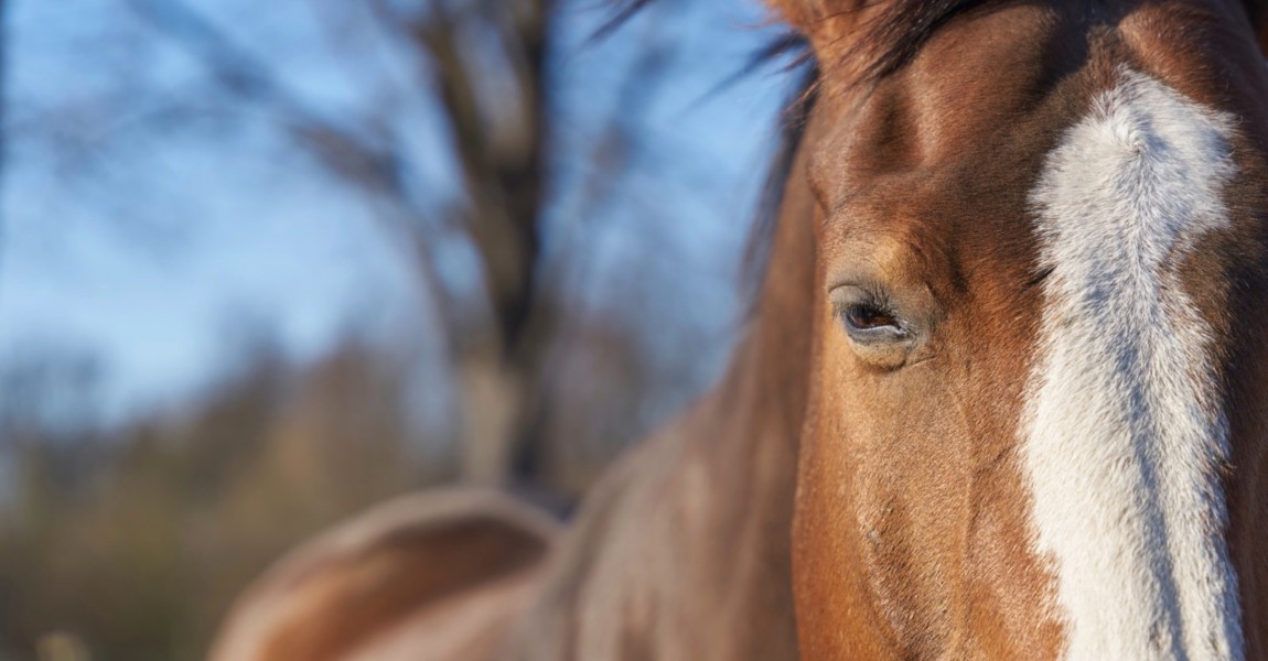 Close up of horse head with space for text on left side, , , 29.07.2022, Copyright: xheiko119x Panthermedia31657748.jpg Close up of horse head with space for text on left side 