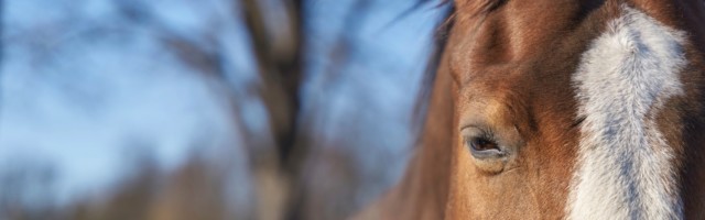 Close up of horse head with space for text on left side, , , 29.07.2022, Copyright: xheiko119x Panthermedia31657748.jpg Close up of horse head with space for text on left side 