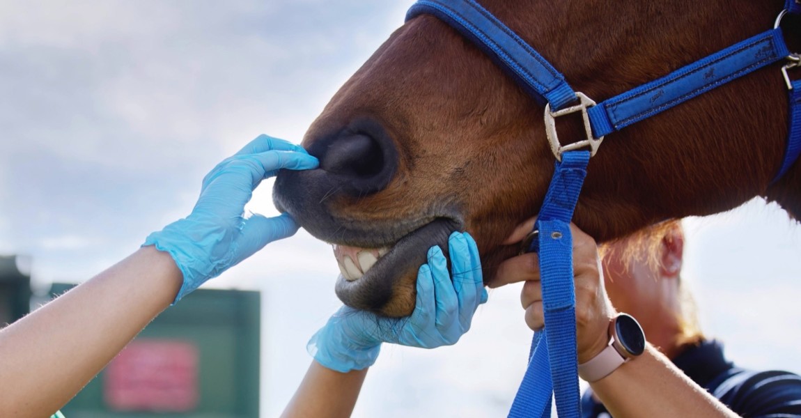 Working with animals is a rewarding and fulfilling life. a unrecognizable veterinarian doing a checkup on a horse on a f Working with animals is a rewarding and fulfilling life. a unrecognizable veterinarian doing a checkup on a horse on a farm. Working with animals is a rewarding and fulfilling life. a unrecognizable veterinarian doing a checkup on a horse on a farm ,model released, Symbolfoto Copyright: xZoonar.com/YurixArcursxpeopleimages.comx 18908325 ,model released, Symbolfoto ,property released 