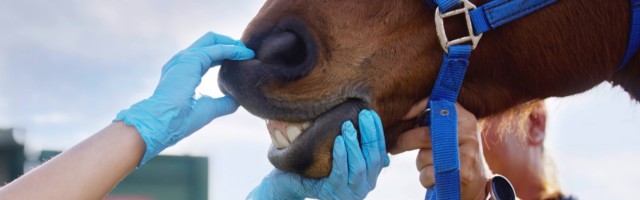 Working with animals is a rewarding and fulfilling life. a unrecognizable veterinarian doing a checkup on a horse on a f Working with animals is a rewarding and fulfilling life. a unrecognizable veterinarian doing a checkup on a horse on a farm. Working with animals is a rewarding and fulfilling life. a unrecognizable veterinarian doing a checkup on a horse on a farm ,model released, Symbolfoto Copyright: xZoonar.com/YurixArcursxpeopleimages.comx 18908325 ,model released, Symbolfoto ,property released 