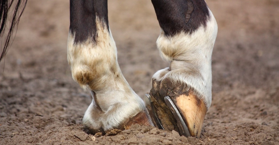Horse hoofs with horseshoe close up Black horse hoofs with horseshoe close up 
