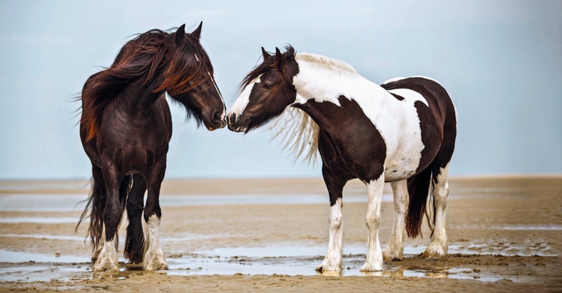 6.10. Bildnummer: 60837203 Datum: 21.09.2013 Copyright: imago/imagebroker Tinker, Wallach, Rappe und Shire Horse, Stute, schwarz-weiﬂ gescheckt, beschnuppern sich, am Strand, Borkum, Niedersachsen, Deutschland, Europa Gesellschaft Tiere xsp x0x 2013 quer Highlight 2 Tiere Auﬂenaufnahme beschnuppernd beschnuppern beschnuppert beschnuppernder beschnuppernde beschnupperndes BRD Bundesrepublik Deutschland drauﬂen Equidae ganzer Kˆrper Ganzkˆrperansichten Ganzkˆrperansicht Ganzkˆrperaufnahme Ganzkˆrper gefleckter gefleckte geflecktes gefleckt Geruchssinn Geruch Ger¸che gescheckter geschecktes gescheckte gescheckt gesprenkelter gesprenkelte gesprenkeltes gesprenkelt Gypsy Cob Irish Tinker keine Personen K¸sten K¸ste Mammalia Meere Meer menschenleer M‰nnchen m‰nnliches m‰nnliche Tier m‰nnlich Niedersachsen niemand NI Nordseek¸ste Nordsee Perissodactyla Pferderassen Pferderasse Pferde Pferd Rappen Rappe Rassepferde Rassepferd riechend riechen riecht riechender riechende riechendes scheckiger scheckige scheckiges scheckig schnuppernd schnuppern schnuppert schnuppernder schnuppernde schnupperndes schn¸ffelnd schn¸ffeln schn¸ffelt schn¸ffelnder schn¸ffelnde schn¸ffelndes schwarz-weiﬂer schwarz-weiﬂe schwarz-weiﬂes schwarz-weiﬂ schwarzweiﬂer schwarzweiﬂe schwarzweiﬂes schwarzweiﬂ Shire Horses Horse Strand Str‰nde Stuten Stute S‰ugetiere S‰ugetier tags¸ber Tag Unpaarhufer Unpaarzeher Wallache Wallach Weibchen weibliche weibliches weiblicher weiblich zwei 