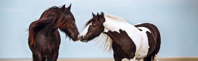 6.10. Bildnummer: 60837203 Datum: 21.09.2013 Copyright: imago/imagebroker Tinker, Wallach, Rappe und Shire Horse, Stute, schwarz-weiﬂ gescheckt, beschnuppern sich, am Strand, Borkum, Niedersachsen, Deutschland, Europa Gesellschaft Tiere xsp x0x 2013 quer Highlight 2 Tiere Auﬂenaufnahme beschnuppernd beschnuppern beschnuppert beschnuppernder beschnuppernde beschnupperndes BRD Bundesrepublik Deutschland drauﬂen Equidae ganzer Kˆrper Ganzkˆrperansichten Ganzkˆrperansicht Ganzkˆrperaufnahme Ganzkˆrper gefleckter gefleckte geflecktes gefleckt Geruchssinn Geruch Ger¸che gescheckter geschecktes gescheckte gescheckt gesprenkelter gesprenkelte gesprenkeltes gesprenkelt Gypsy Cob Irish Tinker keine Personen K¸sten K¸ste Mammalia Meere Meer menschenleer M‰nnchen m‰nnliches m‰nnliche Tier m‰nnlich Niedersachsen niemand NI Nordseek¸ste Nordsee Perissodactyla Pferderassen Pferderasse Pferde Pferd Rappen Rappe Rassepferde Rassepferd riechend riechen riecht riechender riechende riechendes scheckiger scheckige scheckiges scheckig schnuppernd schnuppern schnuppert schnuppernder schnuppernde schnupperndes schn¸ffelnd schn¸ffeln schn¸ffelt schn¸ffelnder schn¸ffelnde schn¸ffelndes schwarz-weiﬂer schwarz-weiﬂe schwarz-weiﬂes schwarz-weiﬂ schwarzweiﬂer schwarzweiﬂe schwarzweiﬂes schwarzweiﬂ Shire Horses Horse Strand Str‰nde Stuten Stute S‰ugetiere S‰ugetier tags¸ber Tag Unpaarhufer Unpaarzeher Wallache Wallach Weibchen weibliche weibliches weiblicher weiblich zwei 