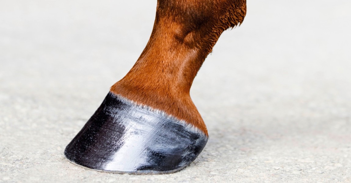 Horse leg with hoof. Skin of chestnut horse. Animal hoof close-up. Square format. 