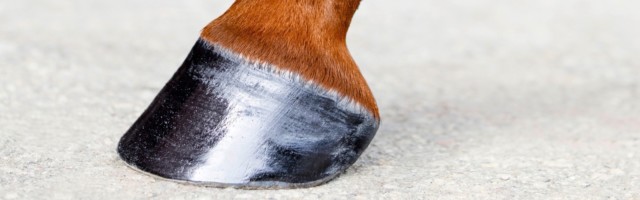 Horse leg with hoof. Skin of chestnut horse. Animal hoof close-up. Square format. 