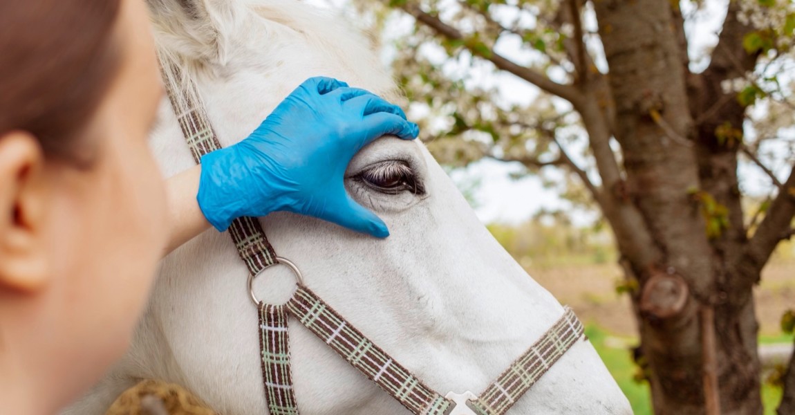 beautiful female vet inspects a white horse. Love, medicine, pet care, trust, happiness, health. A girl examines the eye of a horse. Blindness, cataract close up A young beautiful female vet inspects a white horse. Love, medicine, pet care, trust, happiness, health. A girl examines the eye of a horse. Blindness, cataract close up 