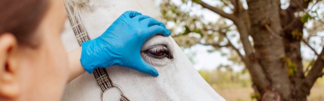 beautiful female vet inspects a white horse. Love, medicine, pet care, trust, happiness, health. A girl examines the eye of a horse. Blindness, cataract close up A young beautiful female vet inspects a white horse. Love, medicine, pet care, trust, happiness, health. A girl examines the eye of a horse. Blindness, cataract close up 