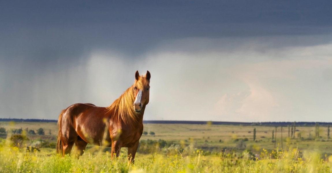 Red horse with long mane in flower field against rainy dark sky 